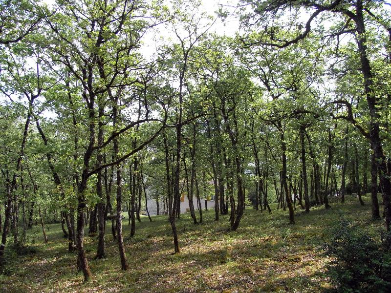 oak wood land