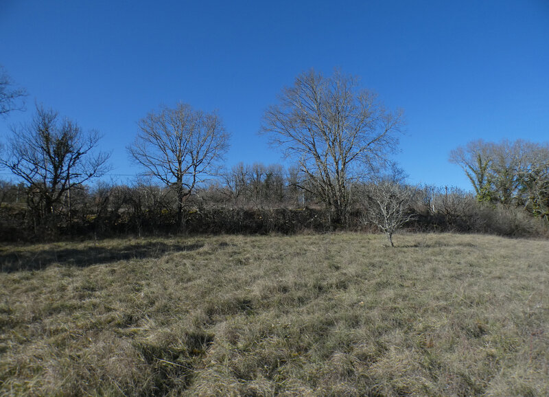 Limite du terrain arboré 